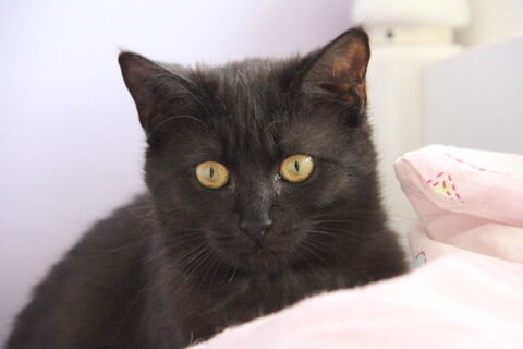 KUTTARA CHATONNE SMOKE 11 MOIS 225 92260 Fontenay-aux-roses