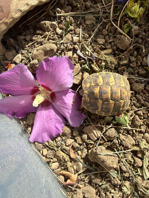Tortue 1 an 120 93330 Neuilly-sur-marne