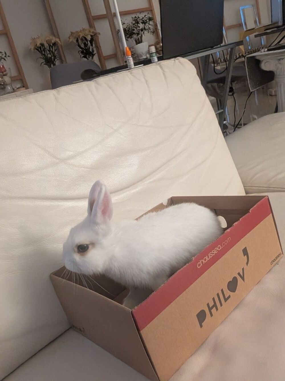   Lapin blanc extra nain  