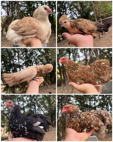 Poules d'Ornement 35 82340 Donzac