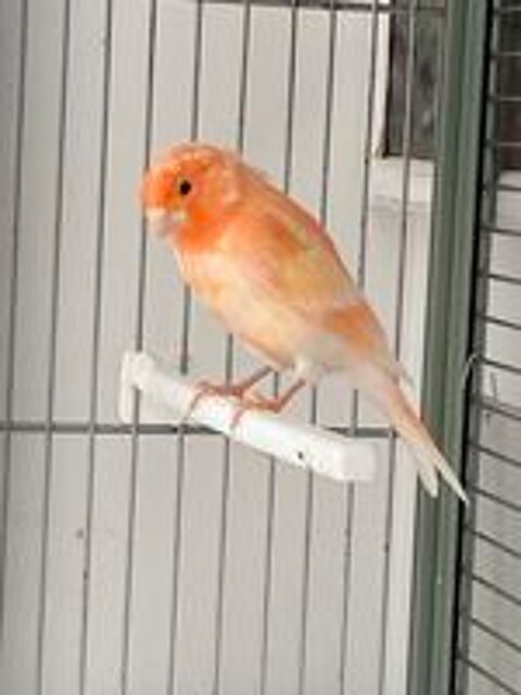   Canari 