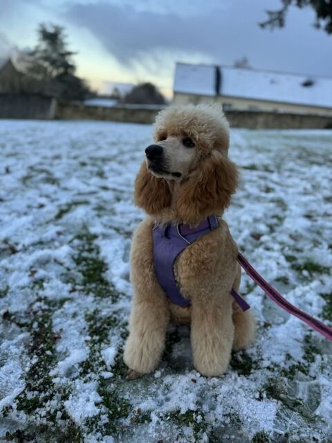 Grande caniche inscrite au LOF 2000 61290 Bizou