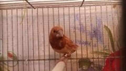   oiseaux exotiques  
