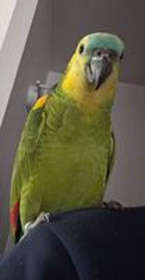   Amazone front bleu femelle 3 ans  