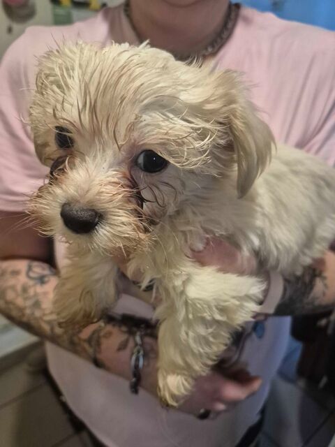 chihuahua poil long crois&eacute; teckel poil dur 490 33220 Sainte-foy-la-grande