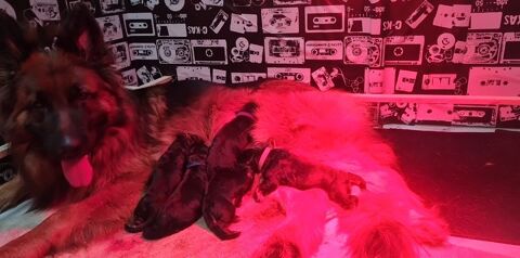 chiot berger allemand poils long ou mi long 1200 59212 Wignehies