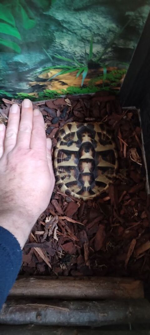 Tortue Herman 200 84320 Entraigues-sur-la-sorgue