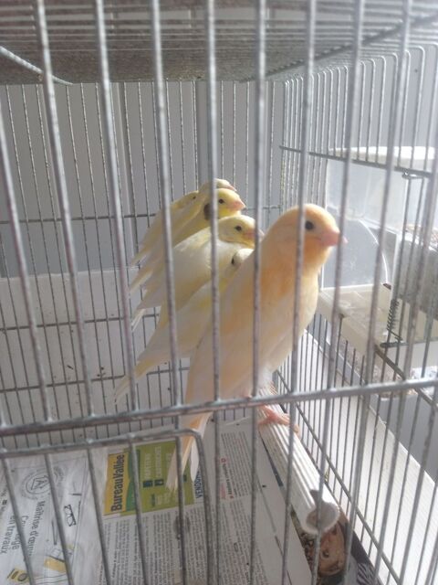 canaris 25 37110 Saunay