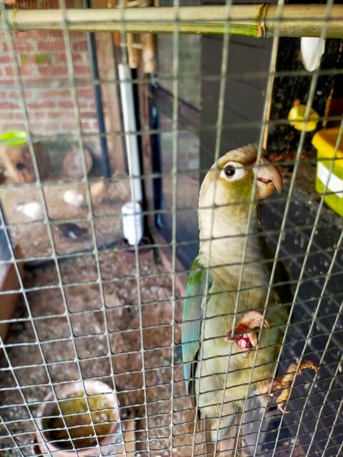 Conures femelle 80 62160 Bully-les-mines