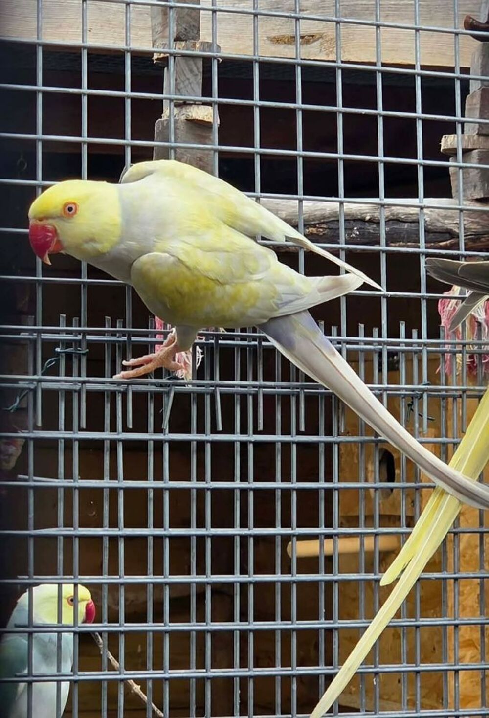   Perruche à collier 