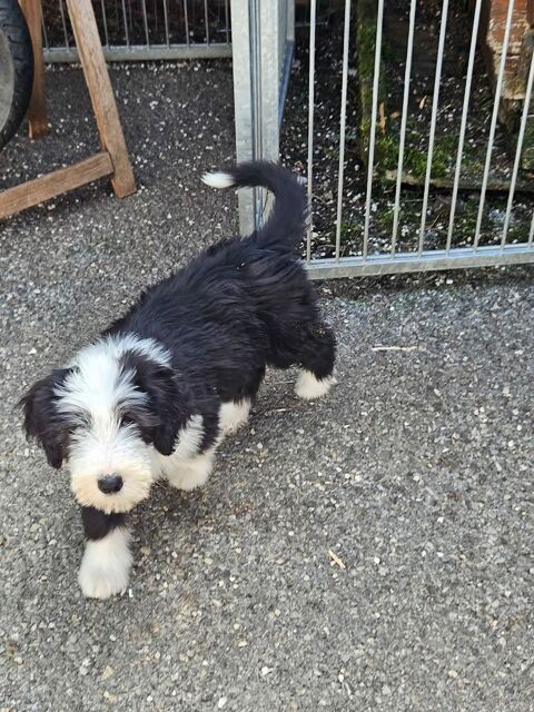 Chiots Bearded Collies 1300 74600 Seynod