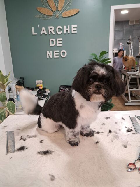 Shih Tzu m&acirc;le noir et blanc  0 44560 Paimb�uf