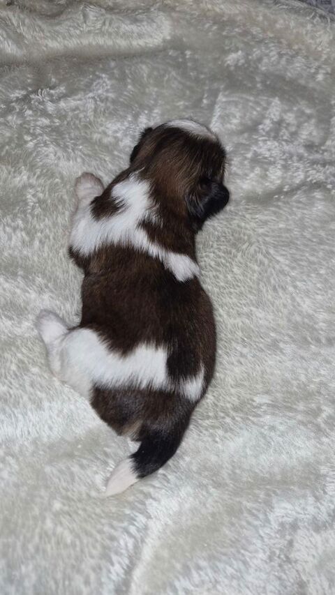 Superbes chiots shih tzu,nes le  1400 34300 Agde