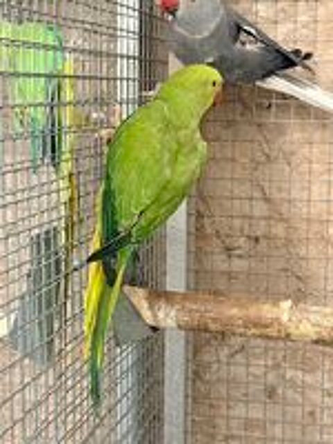   Perruche a collier  