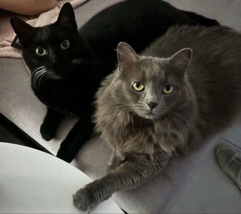 URGENCE  ADOPTION DEUX CHATS  0 13140 Miramas