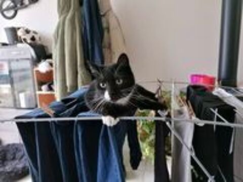   Gigi, jeune chat noir et blanc à adopter 