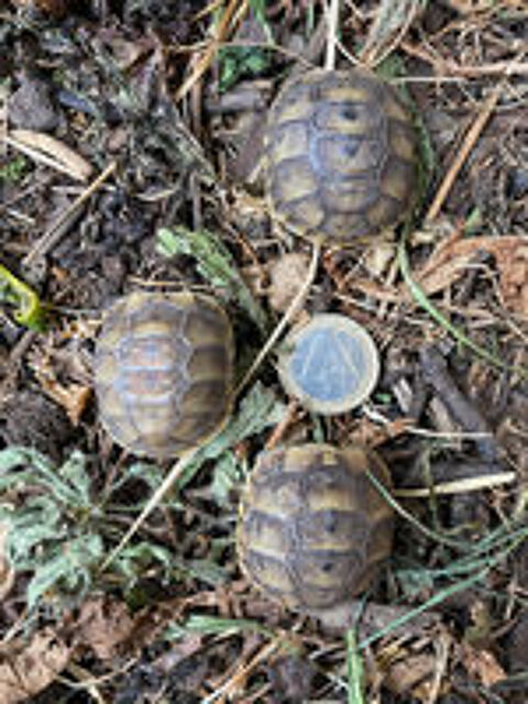   Juvénile tortue terre 