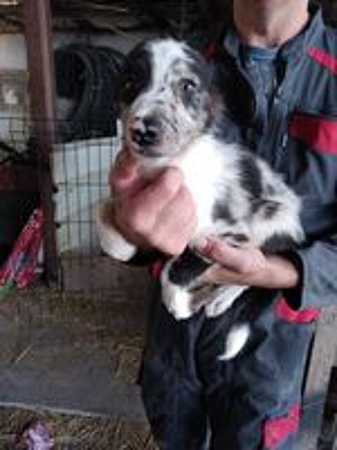   chiots border collie 
