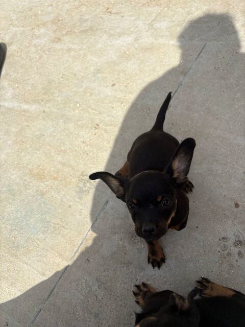 chiot de pinscher 350 Moissy-Cramayel (77)