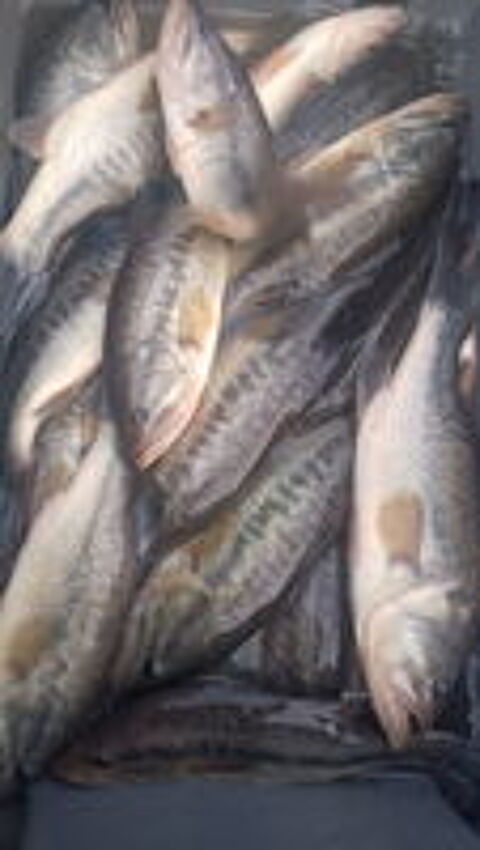   Suite vidange d tang : Black bass, gardons, tanches 
