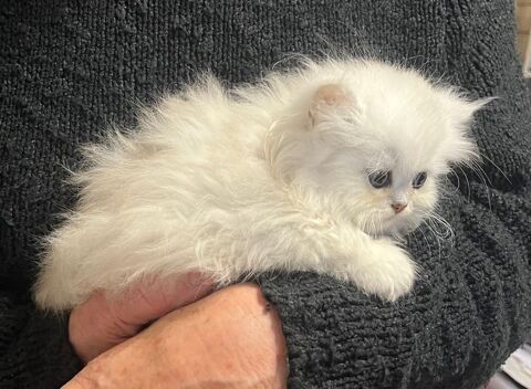 Adorable Chaton persan chinchilla 0 76450 Cany-barville