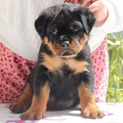   Chiots Rottweiler lof a rserv  