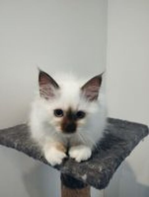   Chatons Sacr de Birmanie 4 mois 1/2. LOOF 700 euros 