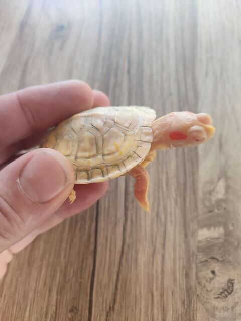 Tortue albinos 250 60000 Beauvais