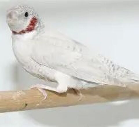   couple de cou coupé amandine blanc 