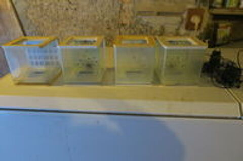   petits aquariums de 2 litres chacun sans pompe à air , 