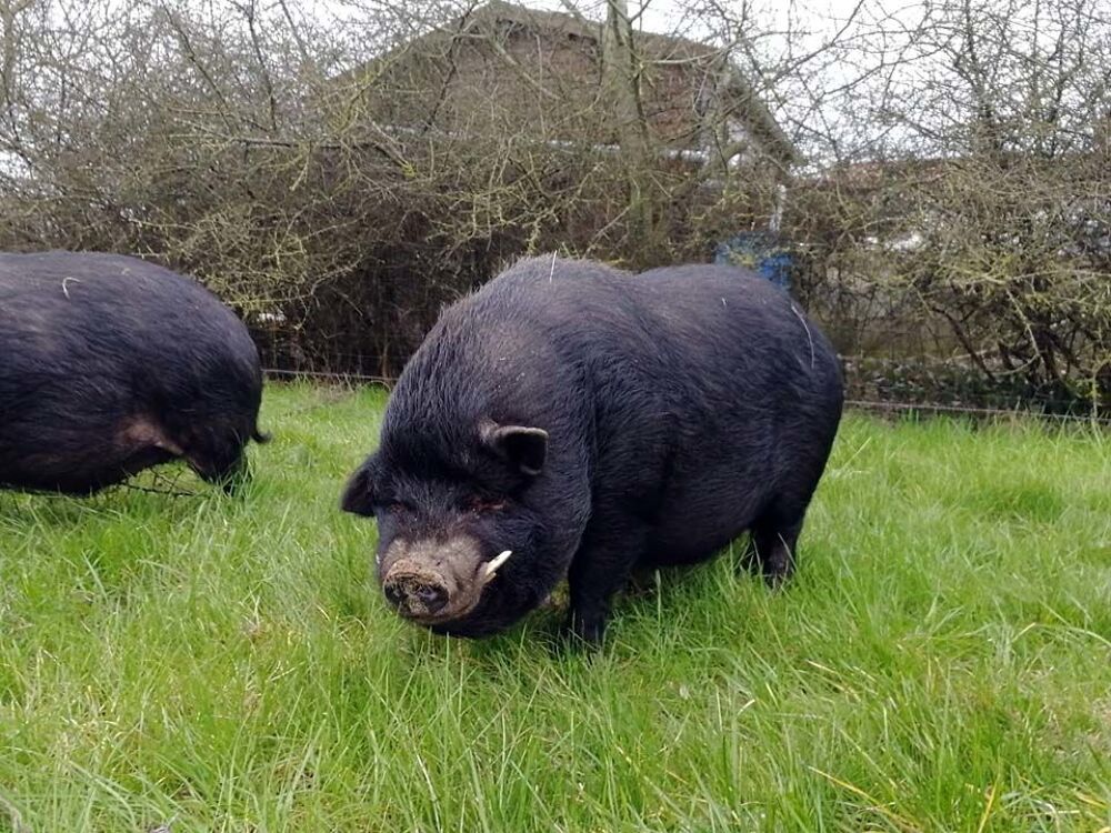   JULIETTO, gentil cochon vietnamien  l'adoption via UMA 