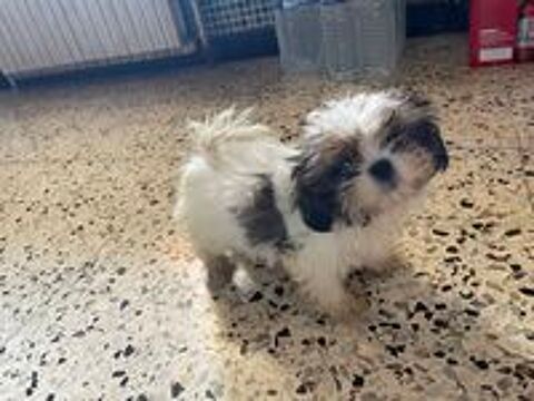   Chiot type shih tzu 