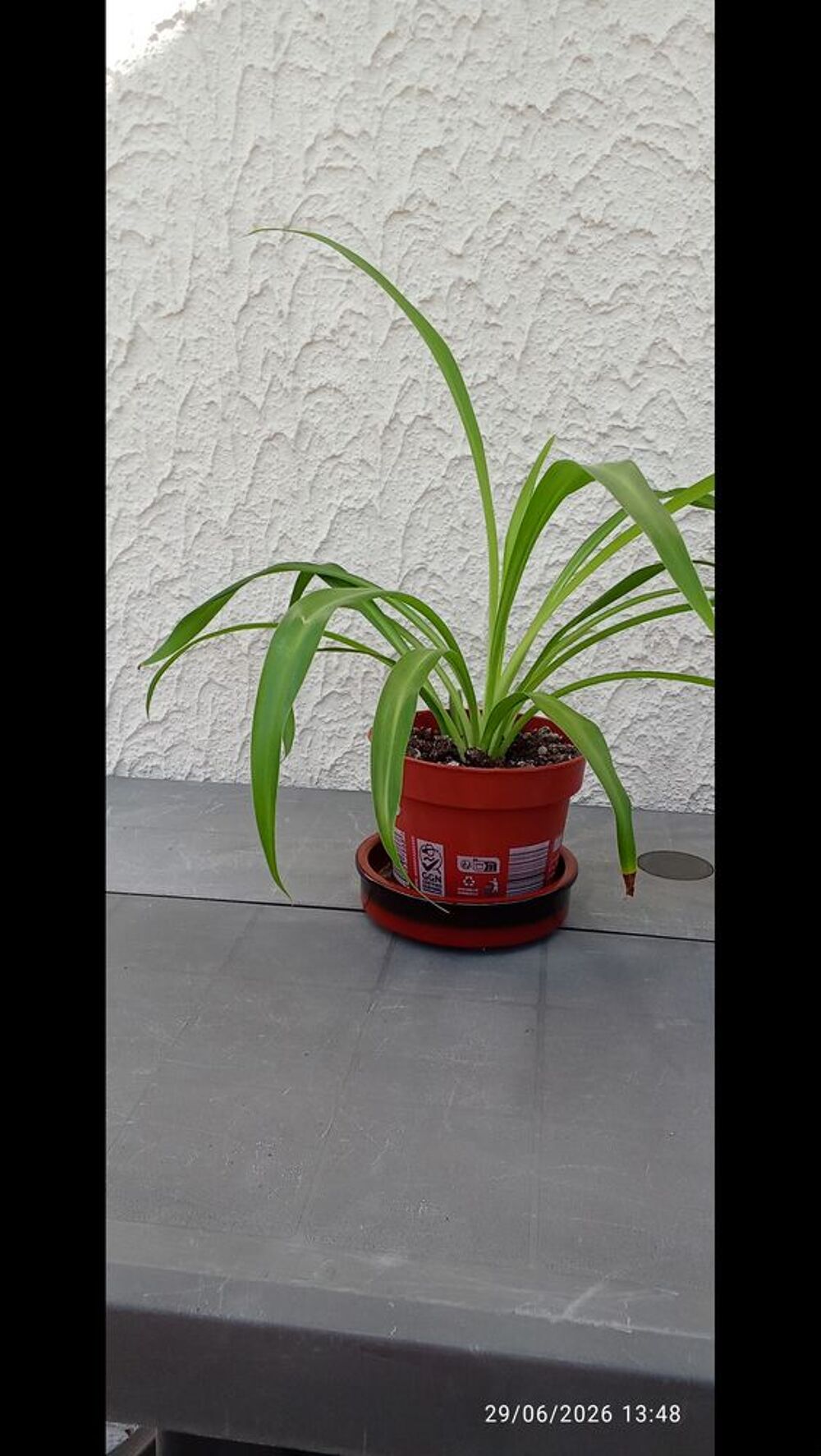PLANTES ARAIGNEES Jardin
