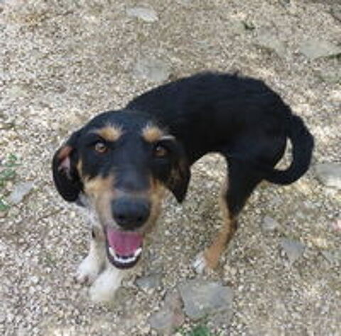   Oscar est à l'adoption! 