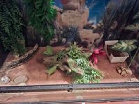   grand terrarium pour gecko ou grand lézard 