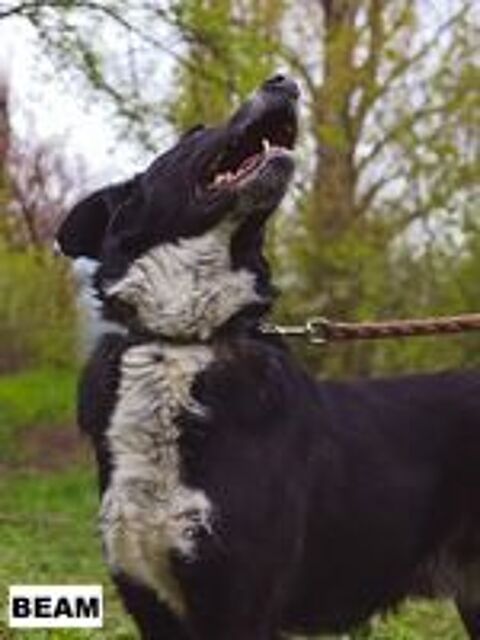   BEAM SE TROUVE DANS UN REFUGE EN UKRAINE 