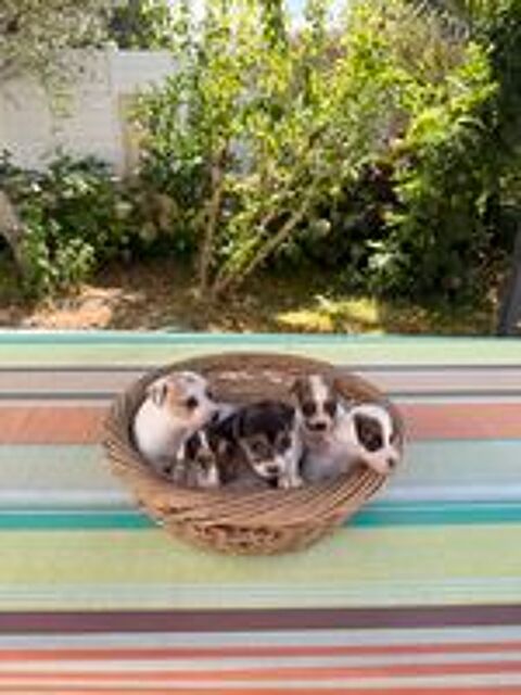   Chiots Jack Russel 