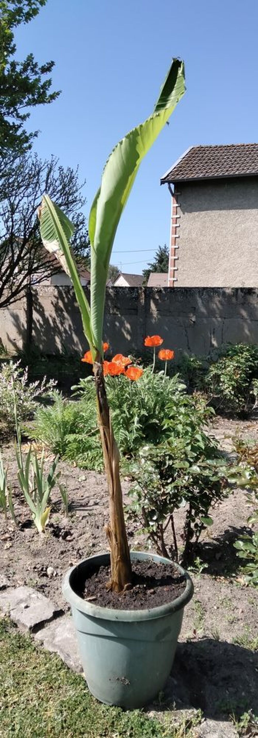 Bananier. Jardin