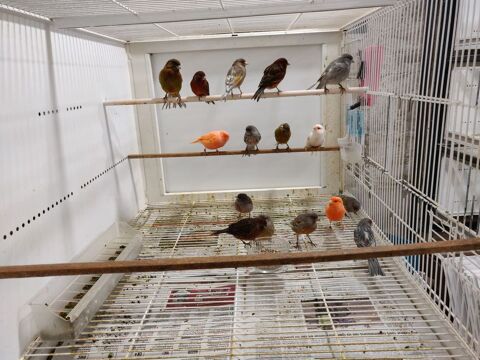 12 femelles canaris disponibles baguées souche 3828 25 89290 Champs-sur-yonne