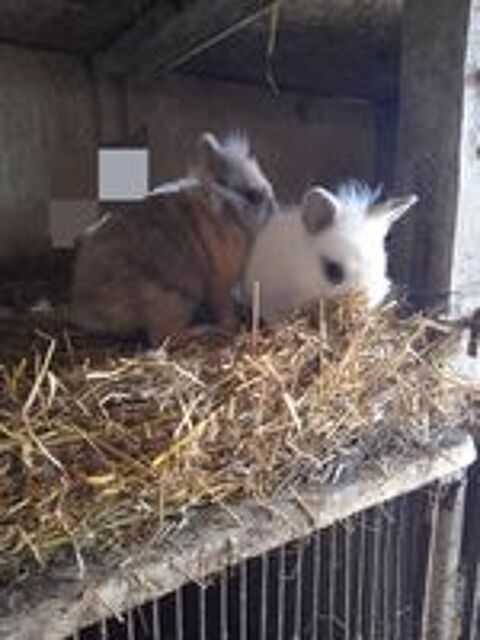   lapin Nain 