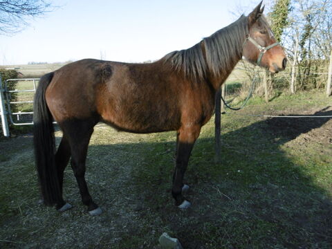 jument de 13 ans pour la ballade 1300 58200 Saint-loup
