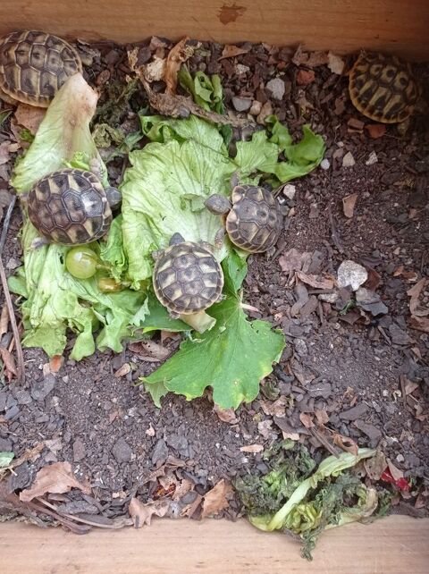 BB Tortues de terre -B 50 34500 Béziers