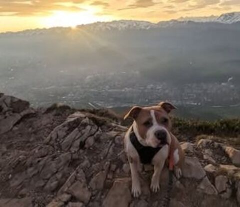 Chien ROSY &agrave; l adoption 350 38800 Le pont-de-claix