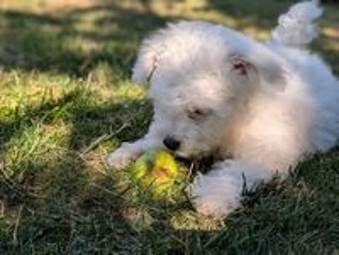   Bichon frise non lof disponible  