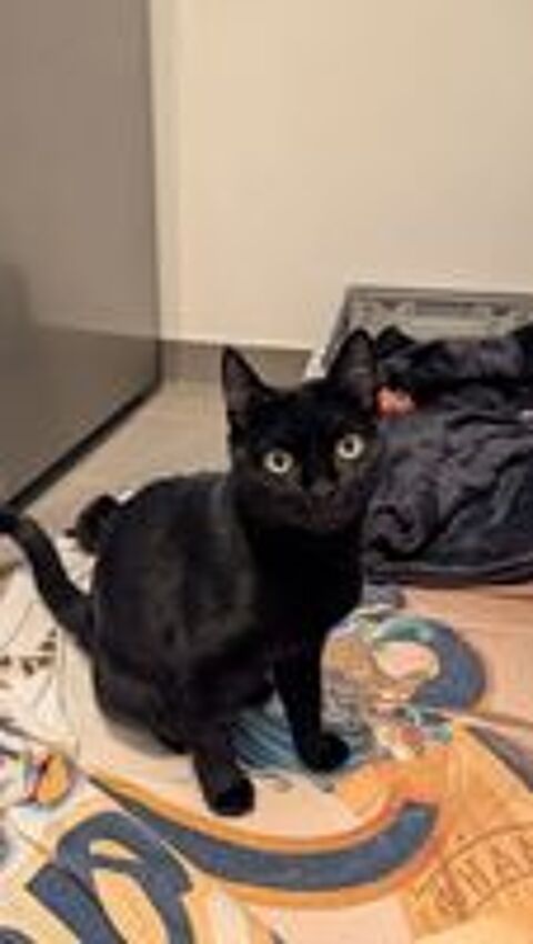   Ama jeune chatte noire en quête d'un foyer 