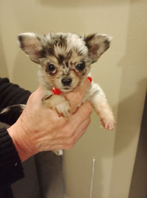 magnifiques bb chihuahua merles argent&eacute;s MINI poils longs 1150 69480 Lucenay