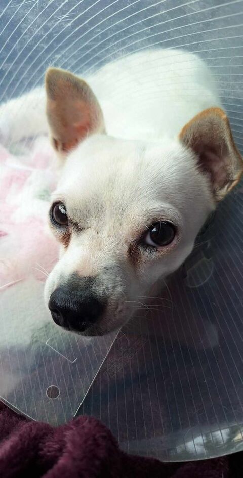 Poupi petite chihuahua pleine d'amour 400 89340 Champigny