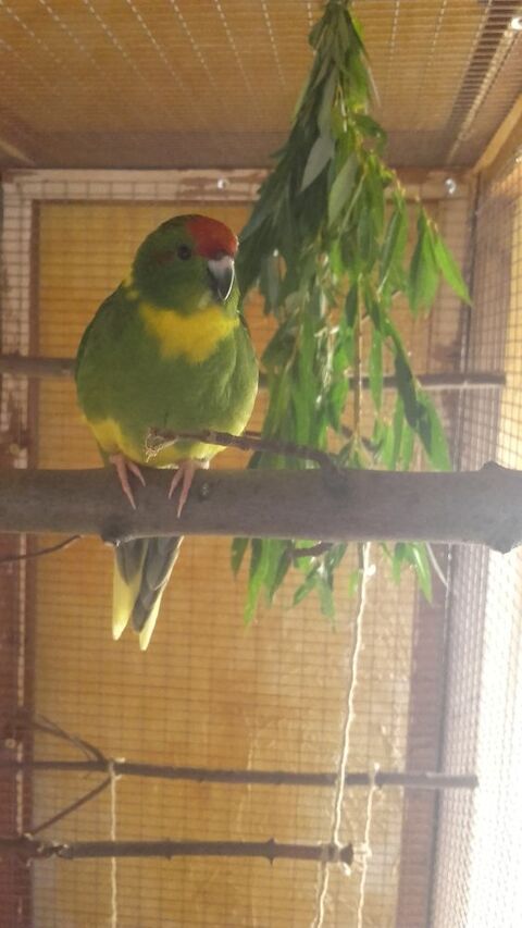 Kakariki 100 43260 Lantriac