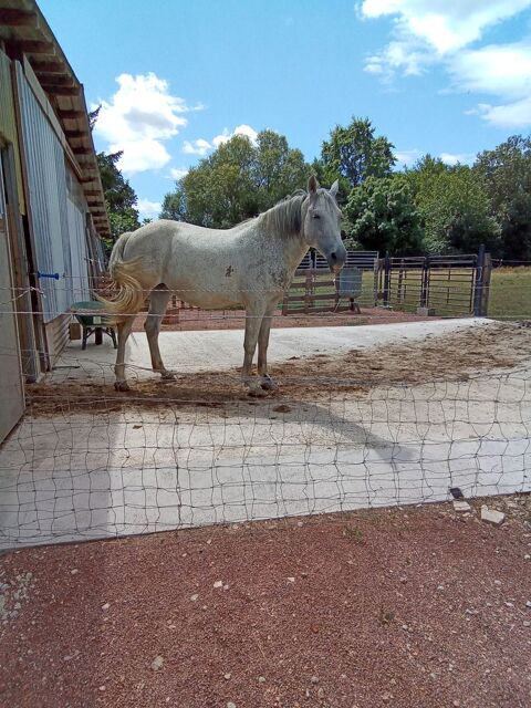 Jument 1800 01340 Saint-didier-d'aussiat