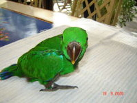   Perroquet Eclectus 